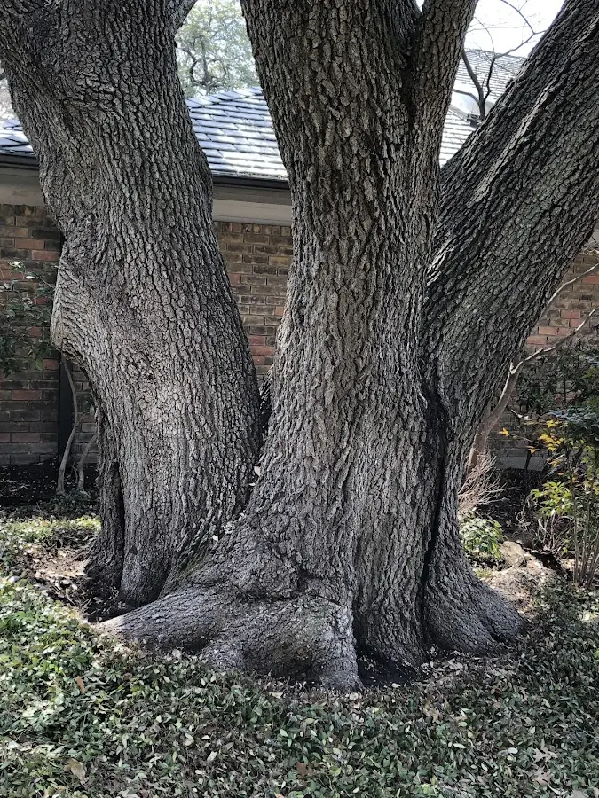 Mature heritage tree close to a Lake Worth property cared for by certified arborists